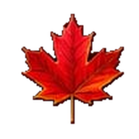 Red & gold maple leaf