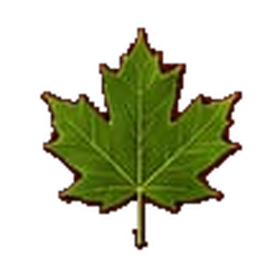 Green maple leaf