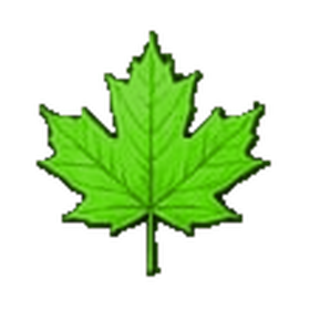 Green & flourishing maple leaf