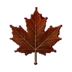 Brown maple leaf